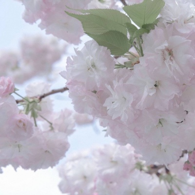 杂多福瑞交流群